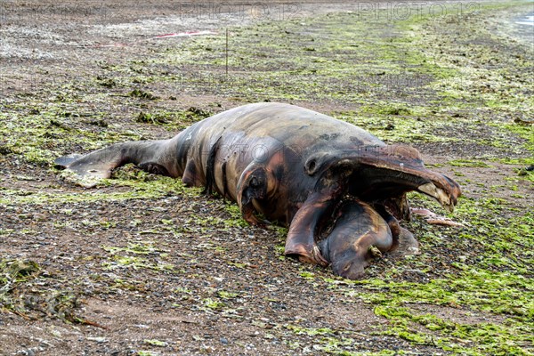 Southern right whale