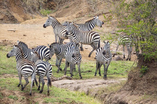 Plains zebra