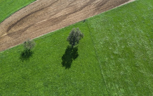 Drone image of two trees casting shadows on a green meadow with a mown maize field