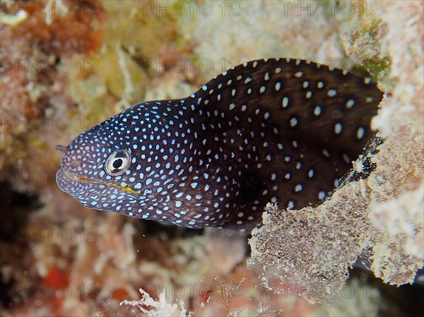 Starry moray