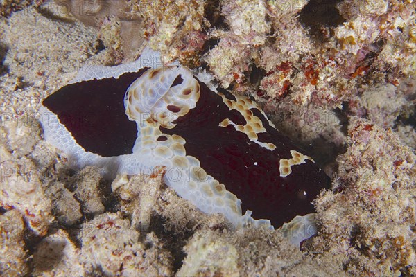 Large sofa cushion snail