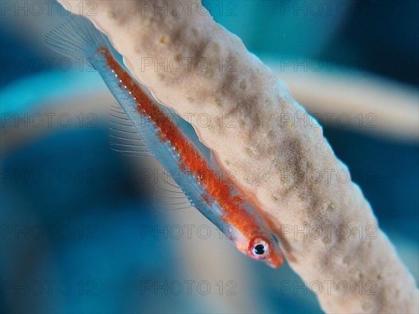 Dwarf pygmy goby