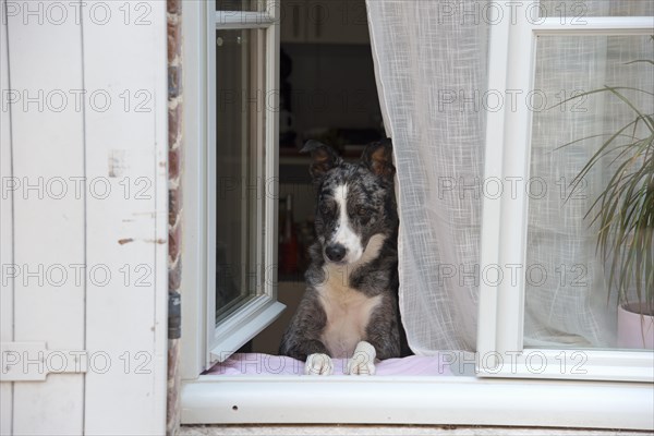 Dog looking out of the window