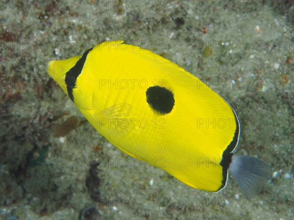 Yellow teardrop butterflyfish