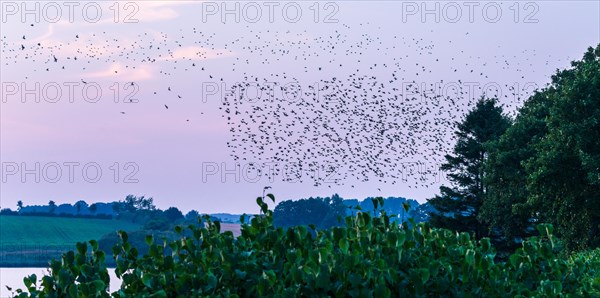 A flock of starlings or common starlings