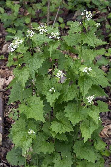 Flowering garlic mustard