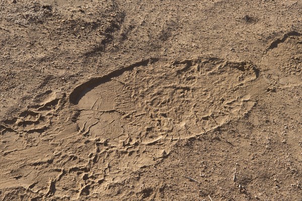 Footprint of desert elephant