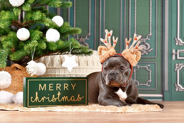 Black French Bulldog dog with Christmas reindeer antlers lying down between seasonal decoration