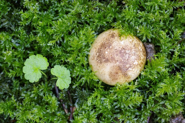 Earthball