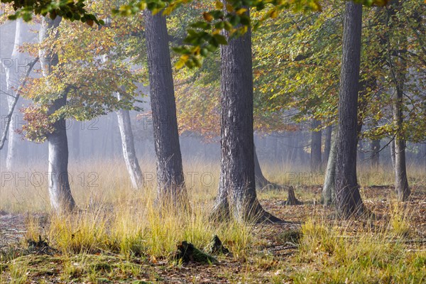 Landscape in the Elmpter Schwalmbruch