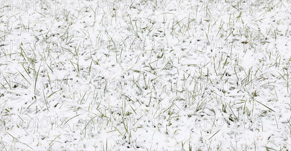 Blades of grass sticking out of a blanket of snow on a snow-covered meadow