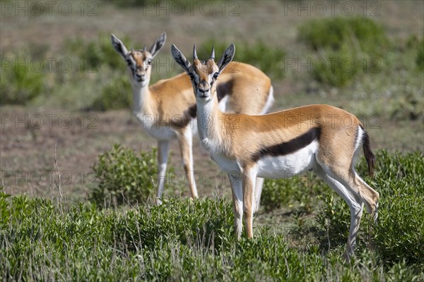 Serengeti thomson's gazelle