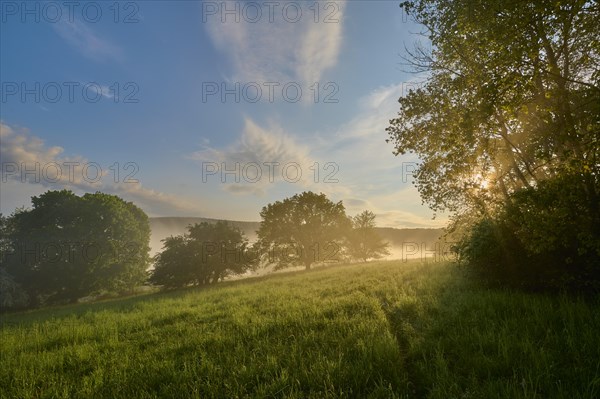 Meadow