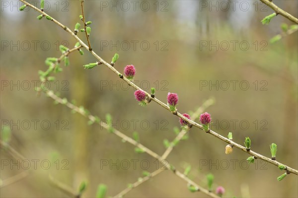 Pink cones on a branch of a European