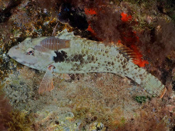 Mediterranean parrotfish