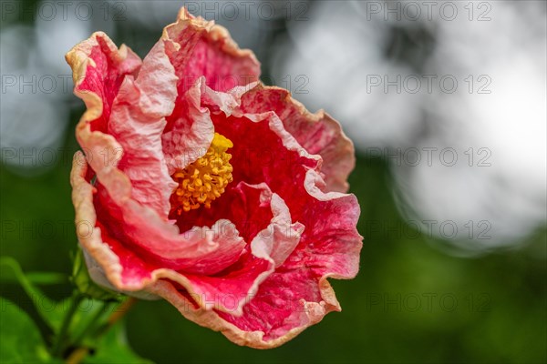 (Hibiscus), malvales (Malvaceae), Valle de Cauca, Colombia, South America