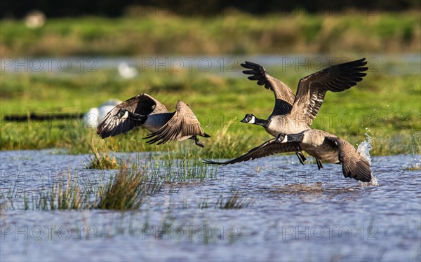 Canada Goose