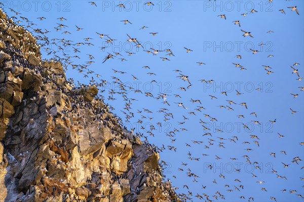 Flock of birds