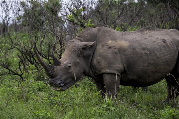 White rhinoceros