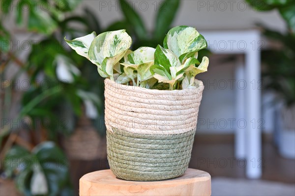 Small 'Epipremnum Aureum Manjula' pothos houseplant in basket flower pot on table