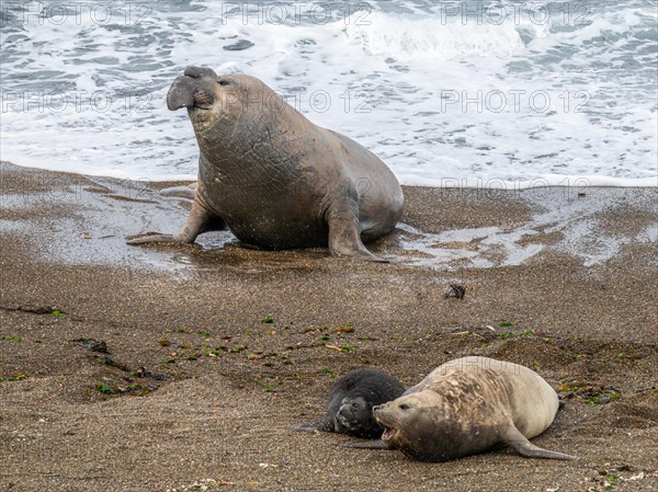 Southern elephant seal