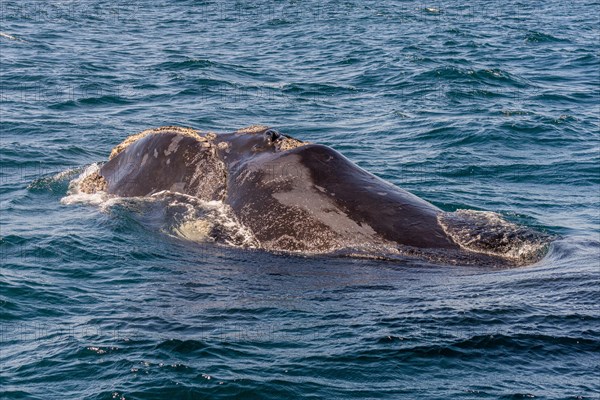 Southern right whale