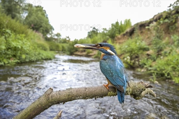 Common kingfisher