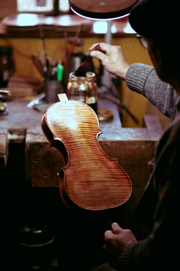 Senior expert violin maker luthier varnish with brush classic handmade violin paint natural ingredient recipe in Cremona Italy home of best artisan of this kind