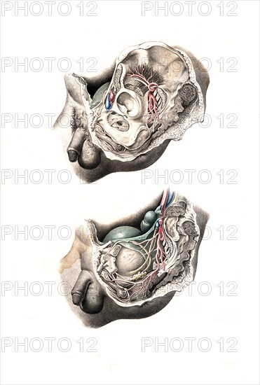 Human anatomy