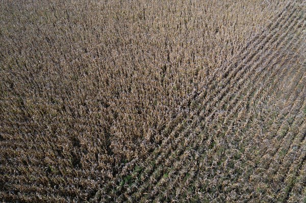Drone view of a partially harvested maize field