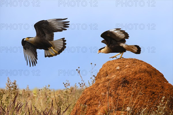 Crested Caracara