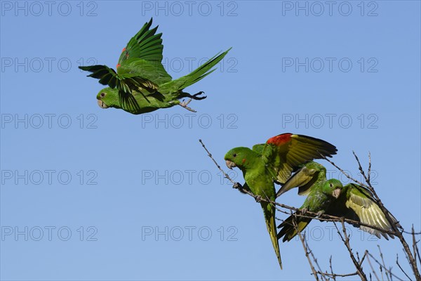 Flying White-eyed Parakeet