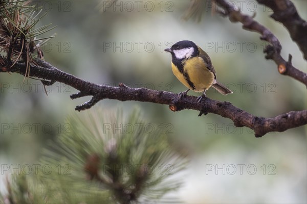 Great Tit