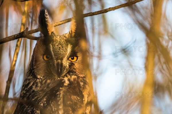 Long-eared owl