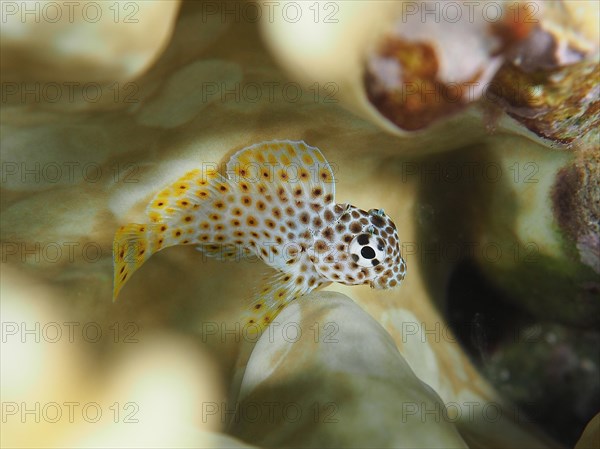 Juvenile leopard combtooth