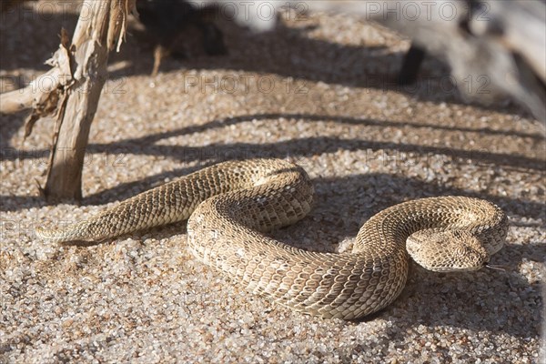 Dwarf puff adder