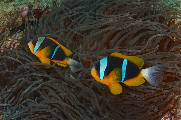 Pair of allard's clownfish