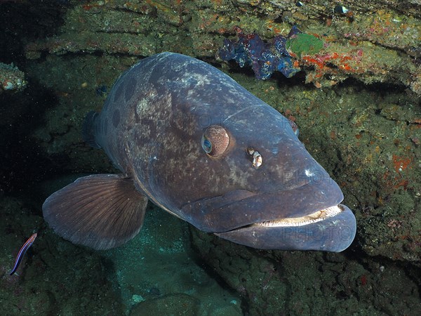 Potato grouper