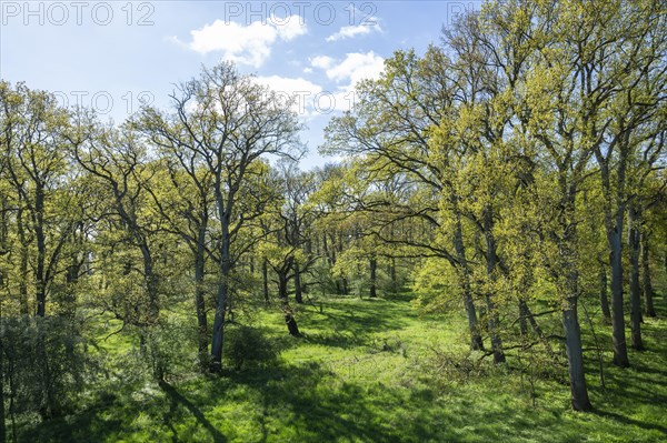 English oaks