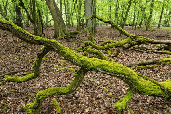 Near-natural deciduous forest