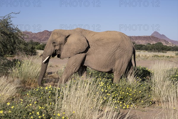 Desert elephant