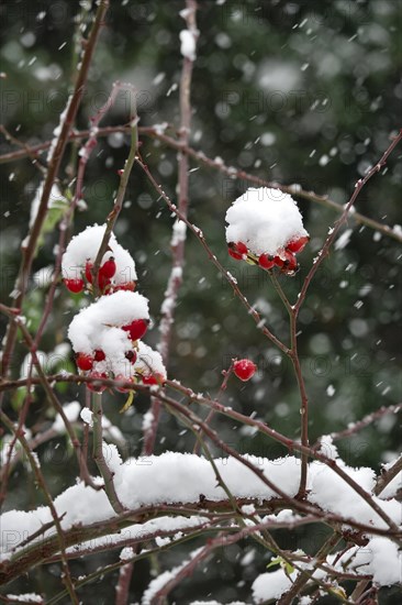 Rosehips in winter with snow