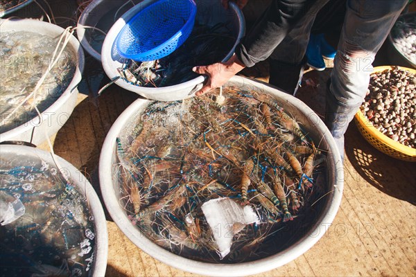Overhead view of a vendor selling fresh live prawns and shrimps in the local traditional Samaki wet market in Kampot Cambodia