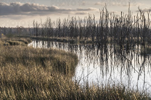 Moorland