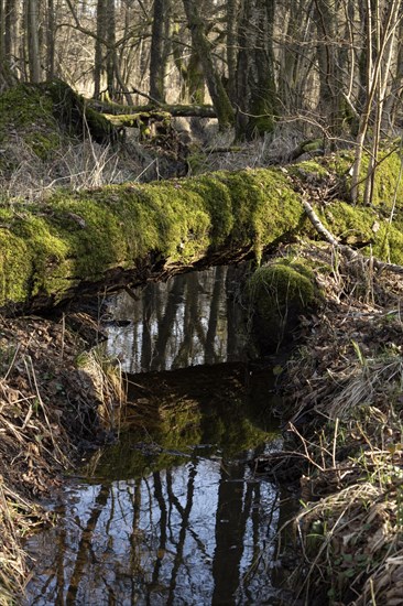 Water reflection