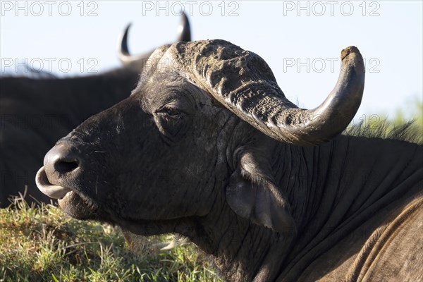 Cape buffalo