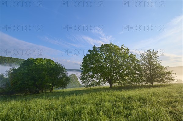 Meadow