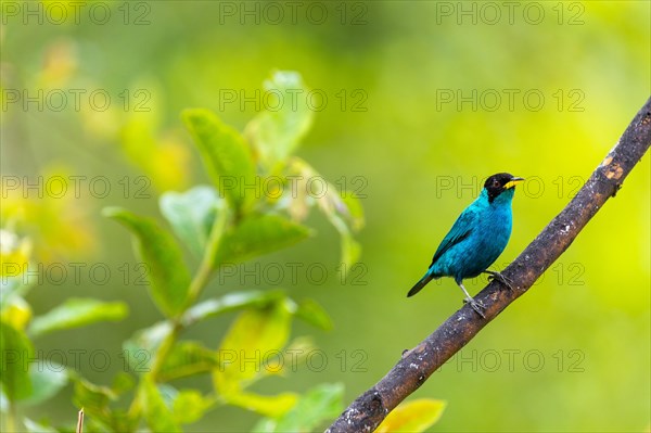 Capped Ashbird