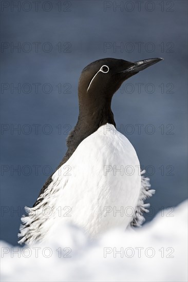 Common guillemot