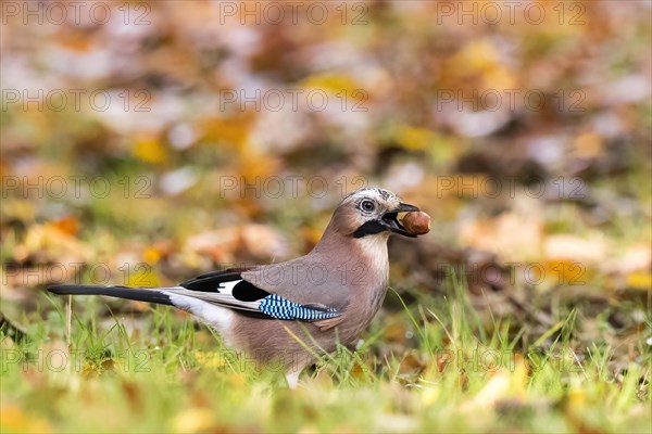 Eurasian jay